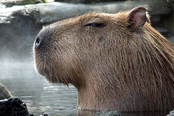 プロフィール|おんたま70